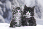 Maine Coon Kitten