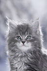 Maine Coon Portrait