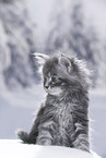 Maine Coon Kitten