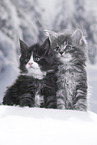 Maine Coon Kitten
