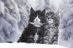 Maine Coon Kitten