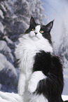 Maine Coon