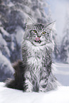 Maine Coon tomcat