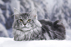 Maine Coon tomcat