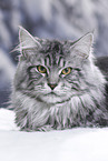 Maine Coon tomcat