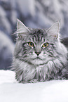 Maine Coon tomcat
