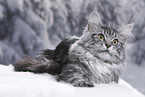 Maine Coon tomcat