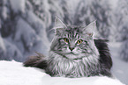 Maine Coon tomcat
