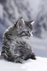 Maine Coon Kitten