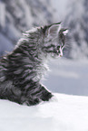 Maine Coon Kitten