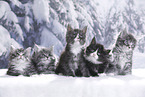 Maine Coon Kitten
