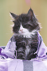Maine Coon Kitten
