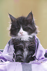 Maine Coon Kitten