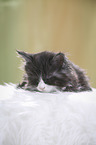 Maine Coon Kitten
