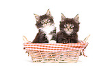 Maine Coon Kitten
