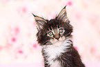 Maine Coon Kitten