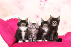 Maine Coon Kitten