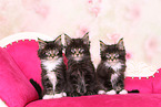 Maine Coon Kitten