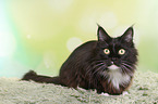 lying Maine Coon