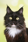 Maine Coon Portrait