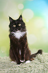 sitting Maine Coon