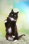 Maine Coon
