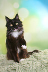 sitting Maine Coon