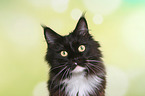 Maine Coon Portrait