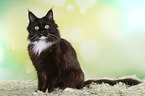 sitting Maine Coon