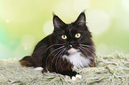lying Maine Coon