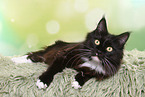 lying Maine Coon