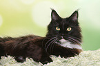 lying Maine Coon