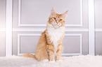 sitting Maine Coon