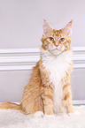 sitting Maine Coon