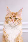 Maine Coon Portrait