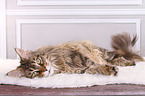 lying Maine Coon