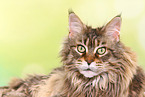 Maine Coon Portrait