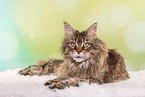 lying Maine Coon