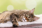 lying Maine Coon
