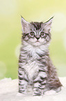 Maine Coon Kitten