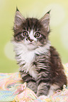 Maine Coon Kitten