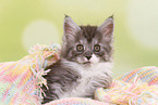 Maine Coon Kitten
