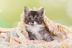 Maine Coon Kitten