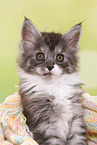Maine Coon Kitten