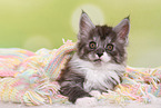 Maine Coon Kitten