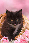 Maine Coon Kitten