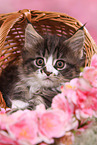 Maine Coon Kitten