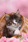 Maine Coon Kitten