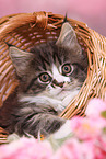 Maine Coon Kitten