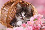 Maine Coon Kitten